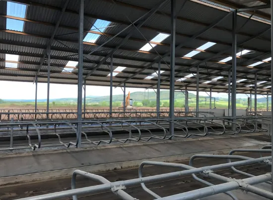 Steel Frame for Steel Structure Building/Warehouse/Type/H